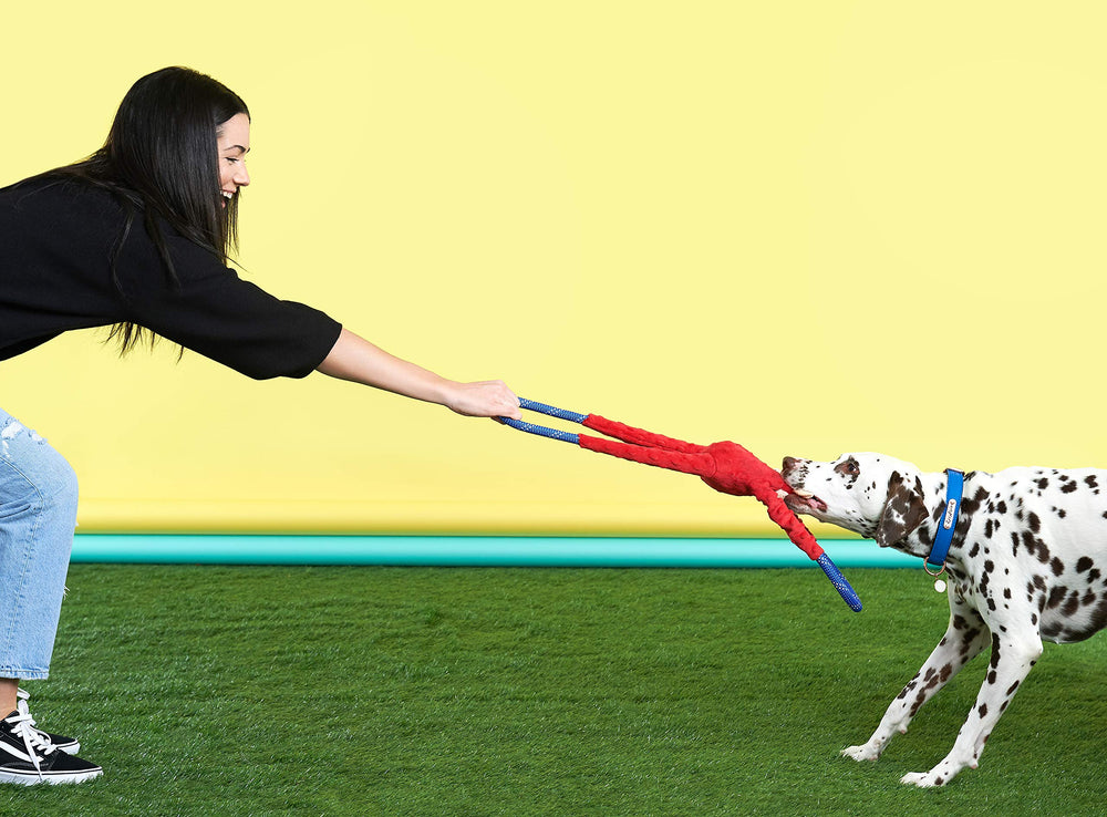 ZippyPaws chien jouant au tir à la corde avec le RopeTugz rouge pour interaction
