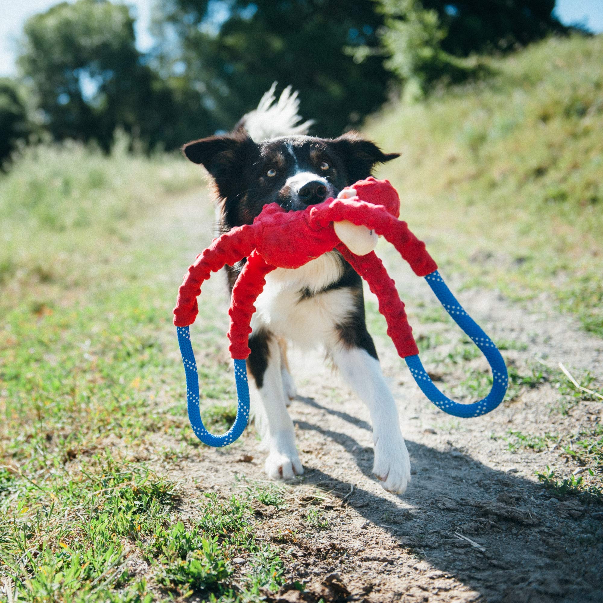 ZippyPaws zoom sur peluche douce du singe offrant confort et sécurité pour dents