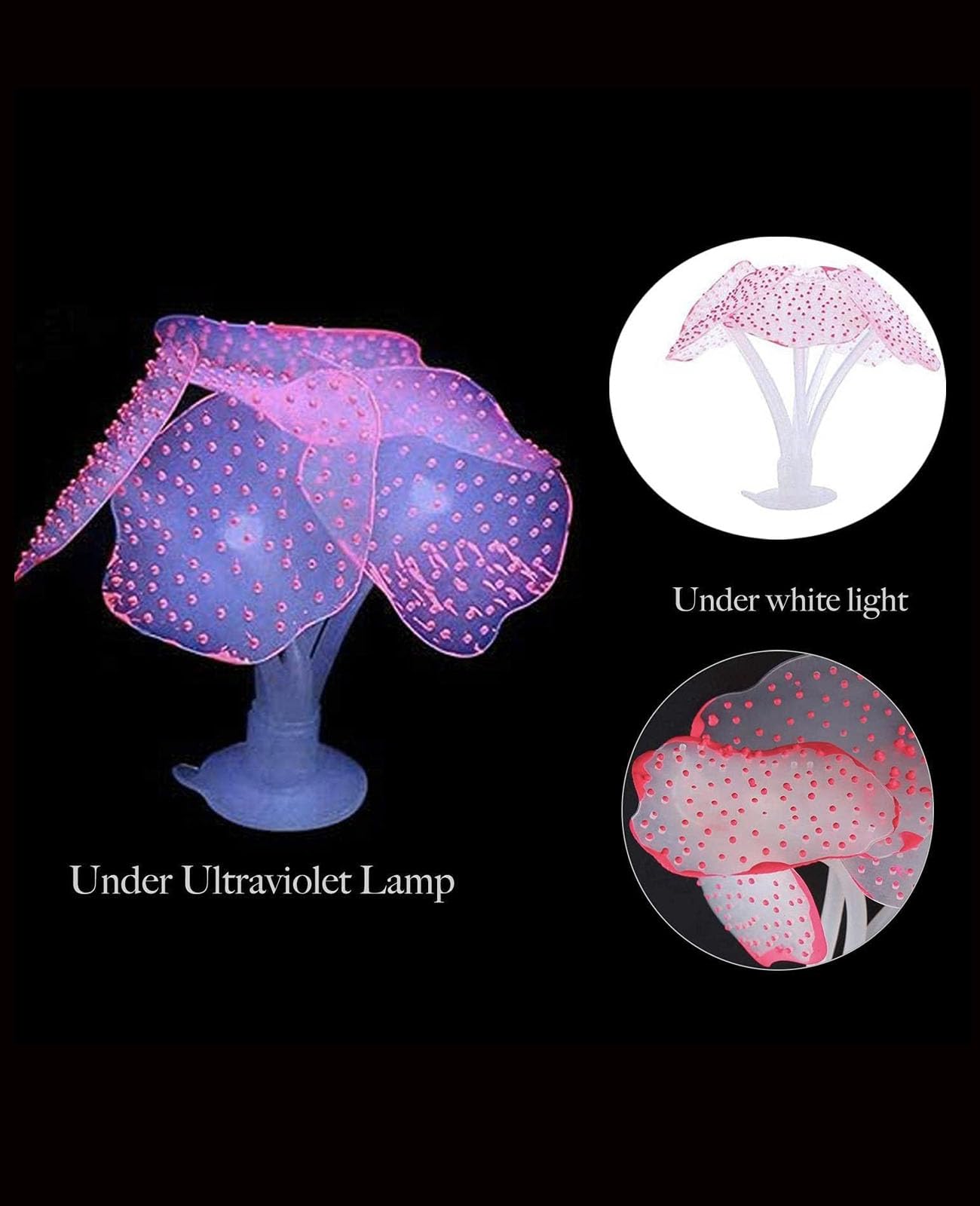 ZtohPyo décor sous éclairage actinique bleu, effet lumineux spectaculaire
