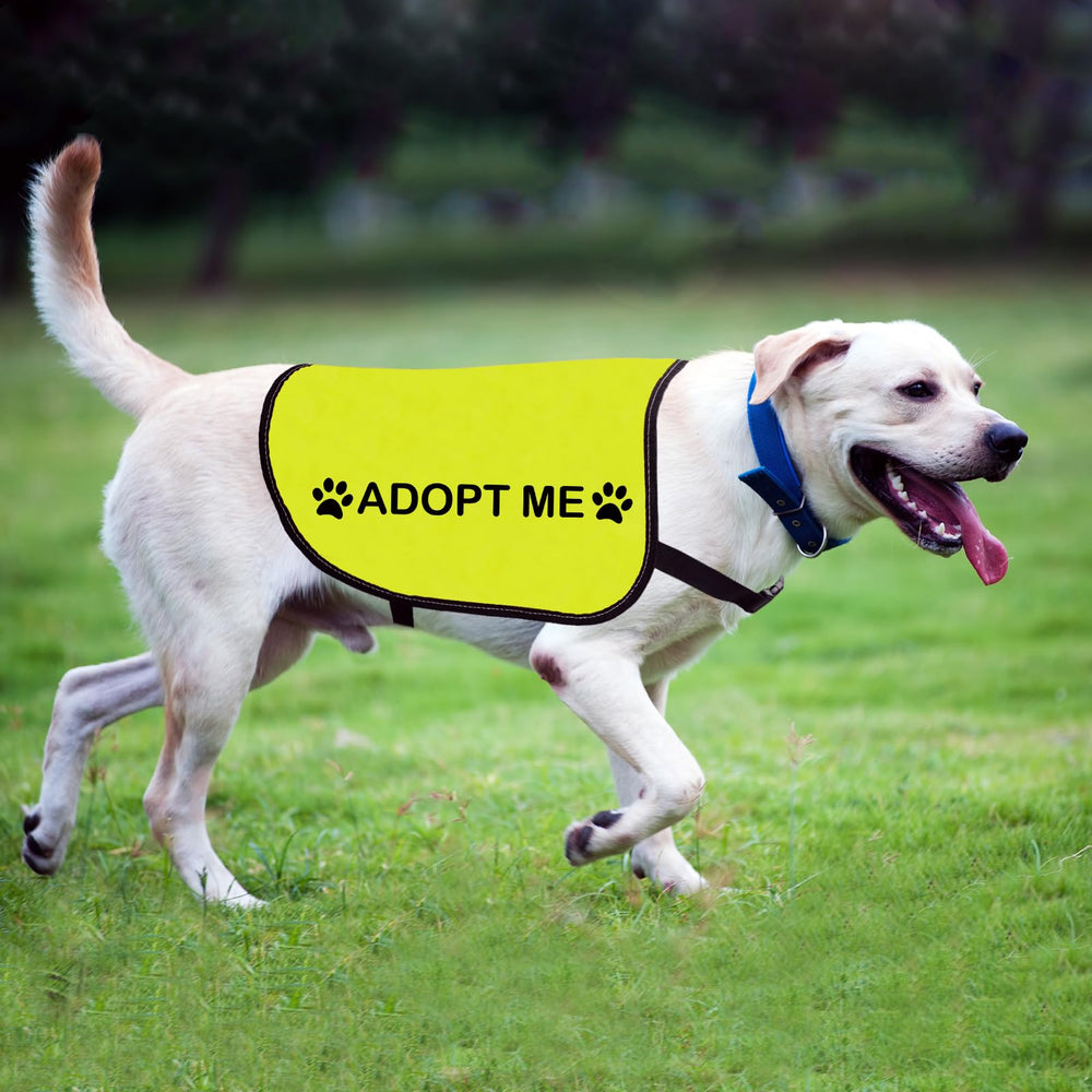 Zuo Bao gilet en situation d’adoption améliorant les rencontres