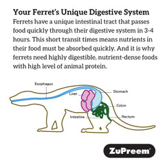 ZuPreem bol servi pour furet illustrant usage quotidien et énergie